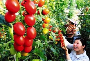 周末沒(méi)處去？這些初級(jí)農(nóng)產(chǎn)品體驗(yàn)地讓你愛(ài)上田園時(shí)光