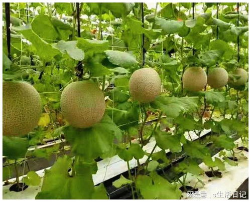 賽罕區(qū) 以初級(jí)農(nóng)產(chǎn)品為抓手，加快構(gòu)建新發(fā)展格局，著力推動(dòng)高質(zhì)量發(fā)展