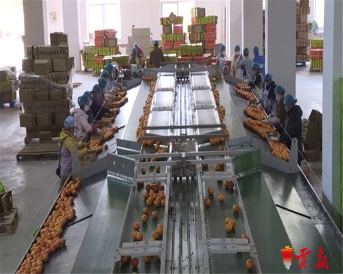 蔬菜捐贈全國第一 云南累計向湖北捐贈1.26萬噸初級農產品，譜寫抗疫情深